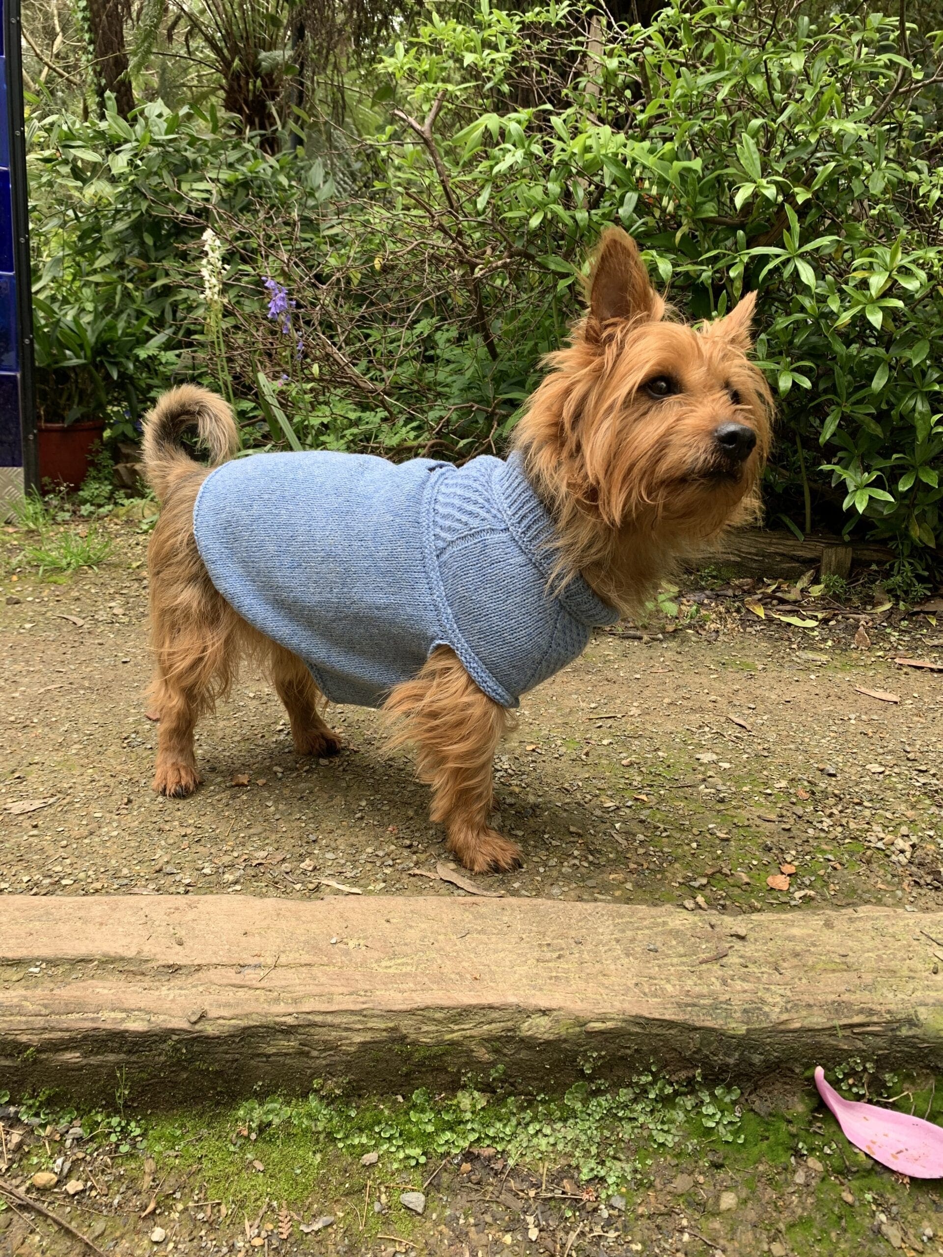 Harness Friendly Dog Sweater Jacqueline Cieslak › Miss Harry